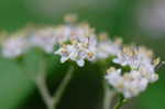 Chinese beautyberry